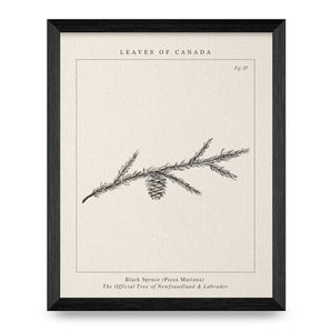 Newfoundland & Labrador Tree 8x10 Print By Leaves Of Canada