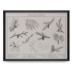 Trees of Canada 12x16 Print By Leaves